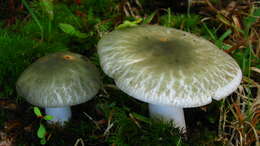 Image of Russula parvovirescens Buyck, D. Mitch. & Parrent 2006