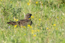 Image of Nacunda Nighthawk