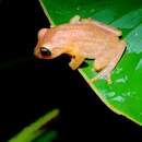 Image of Coorg Yellow Bush Frog