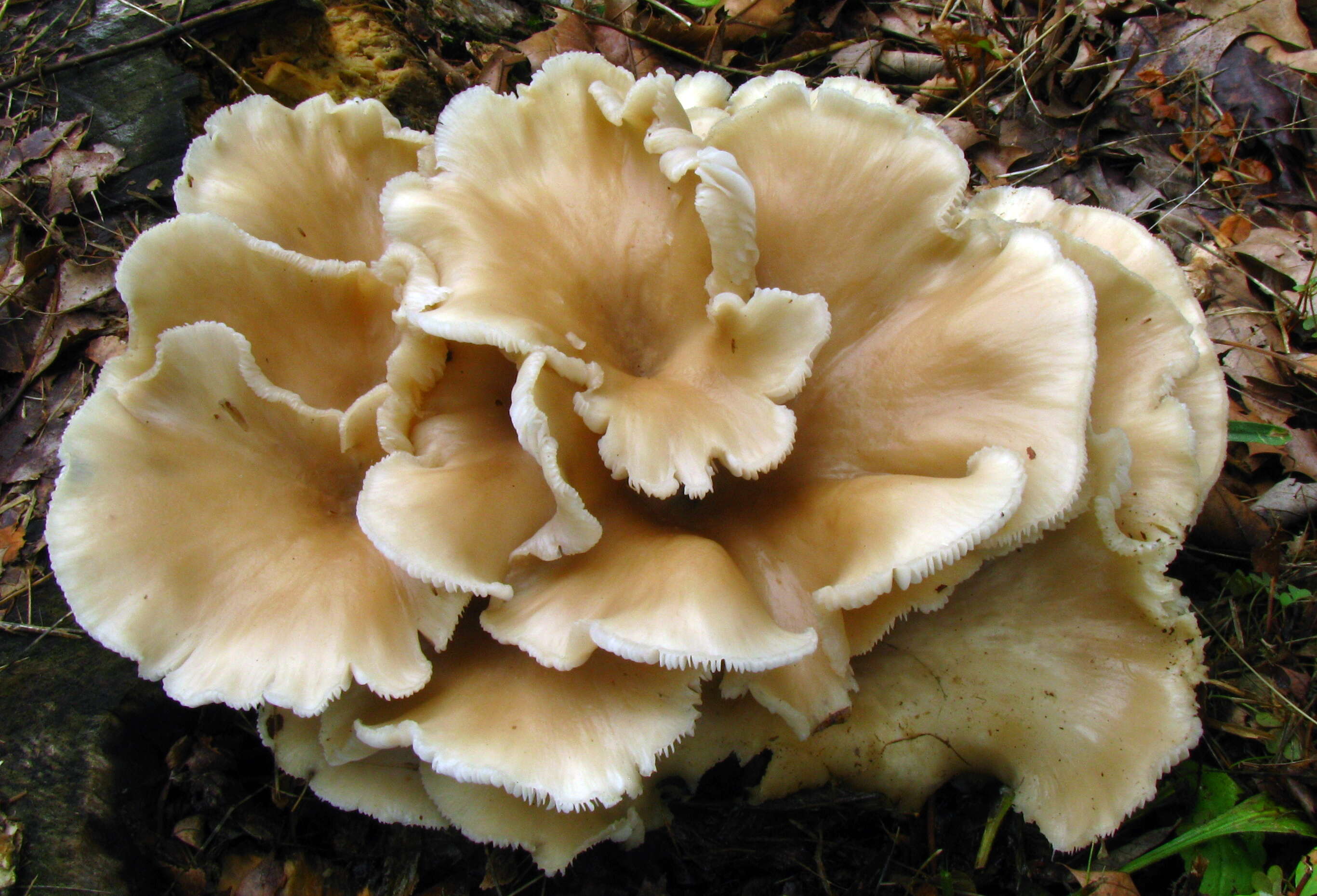 Image of Pleurotus ostreatus (Jacq.) P. Kumm. 1871