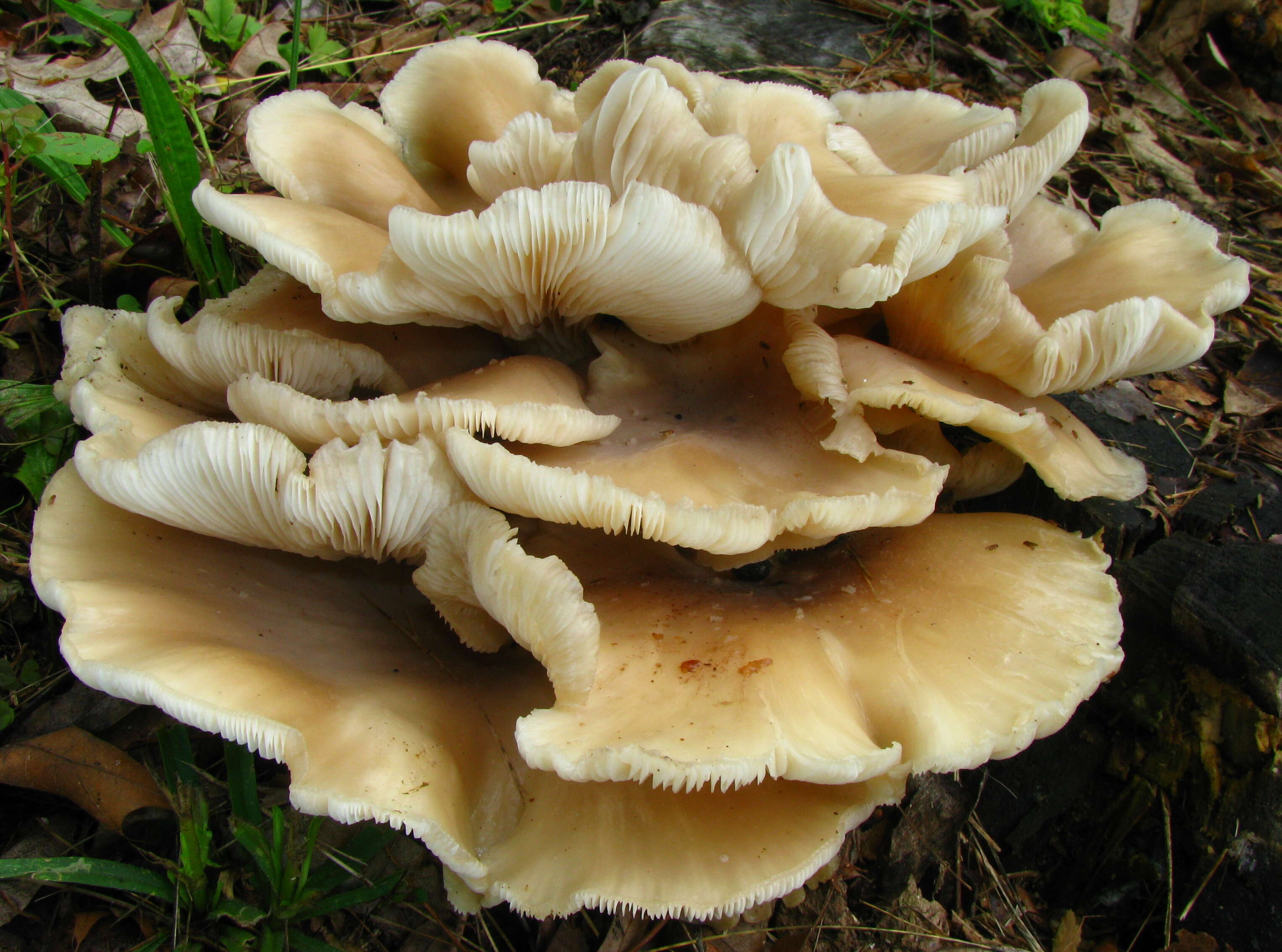 Image of Pleurotus ostreatus (Jacq.) P. Kumm. 1871