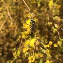 Image of Halictus farinosus Smith 1853