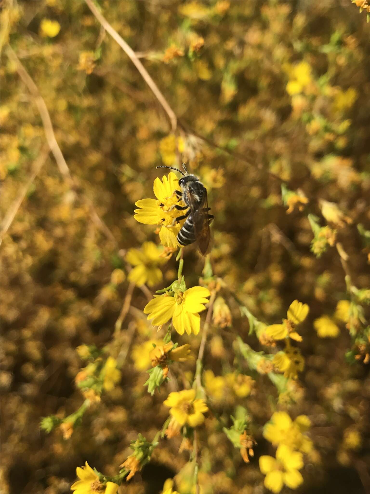 Image of Halictus farinosus Smith 1853