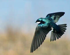 Image of Tachycineta Swallows