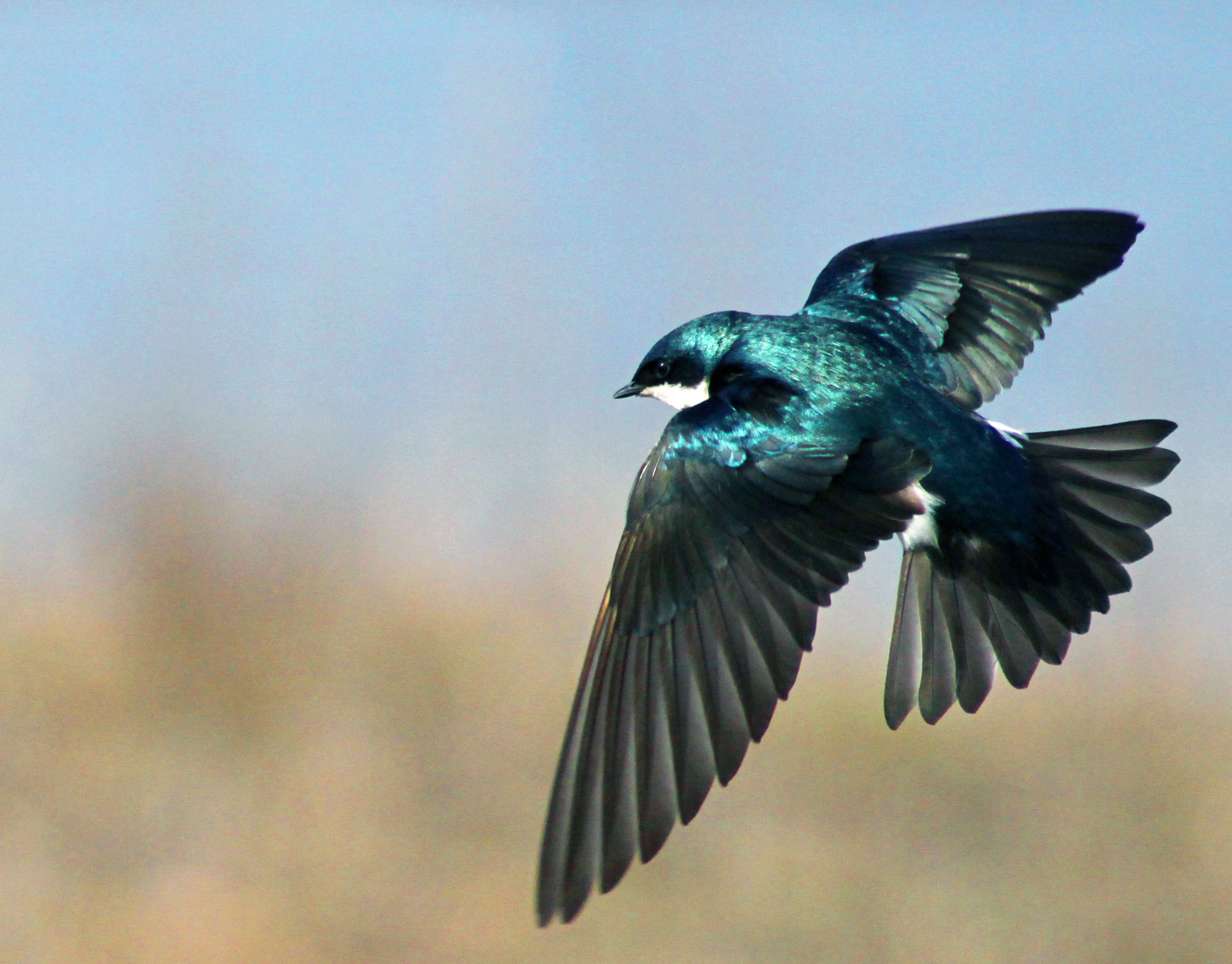 Image of Tachycineta Swallows