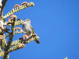 Image of Green-tailed Towhee