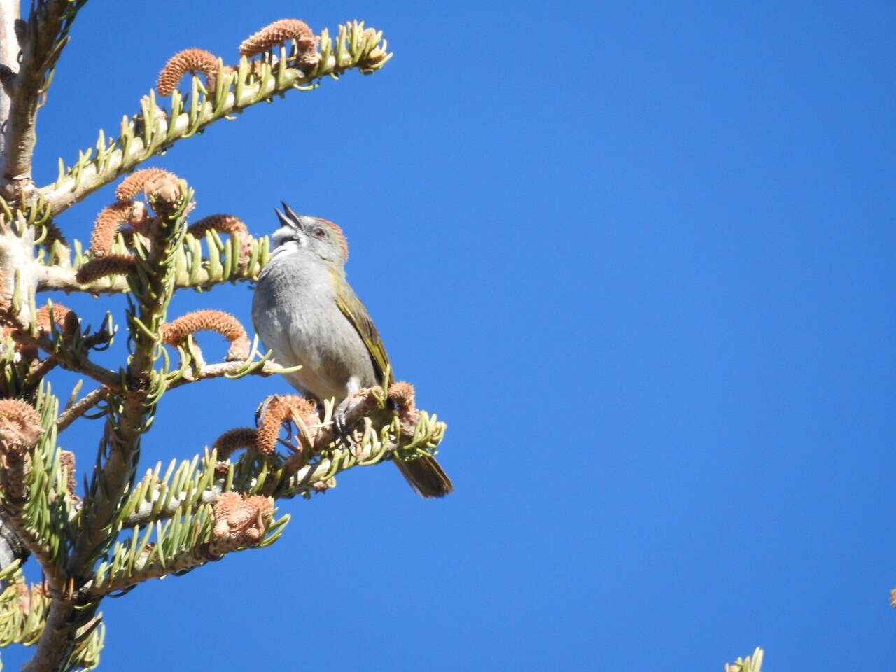 Image of Green-tailed Towhee