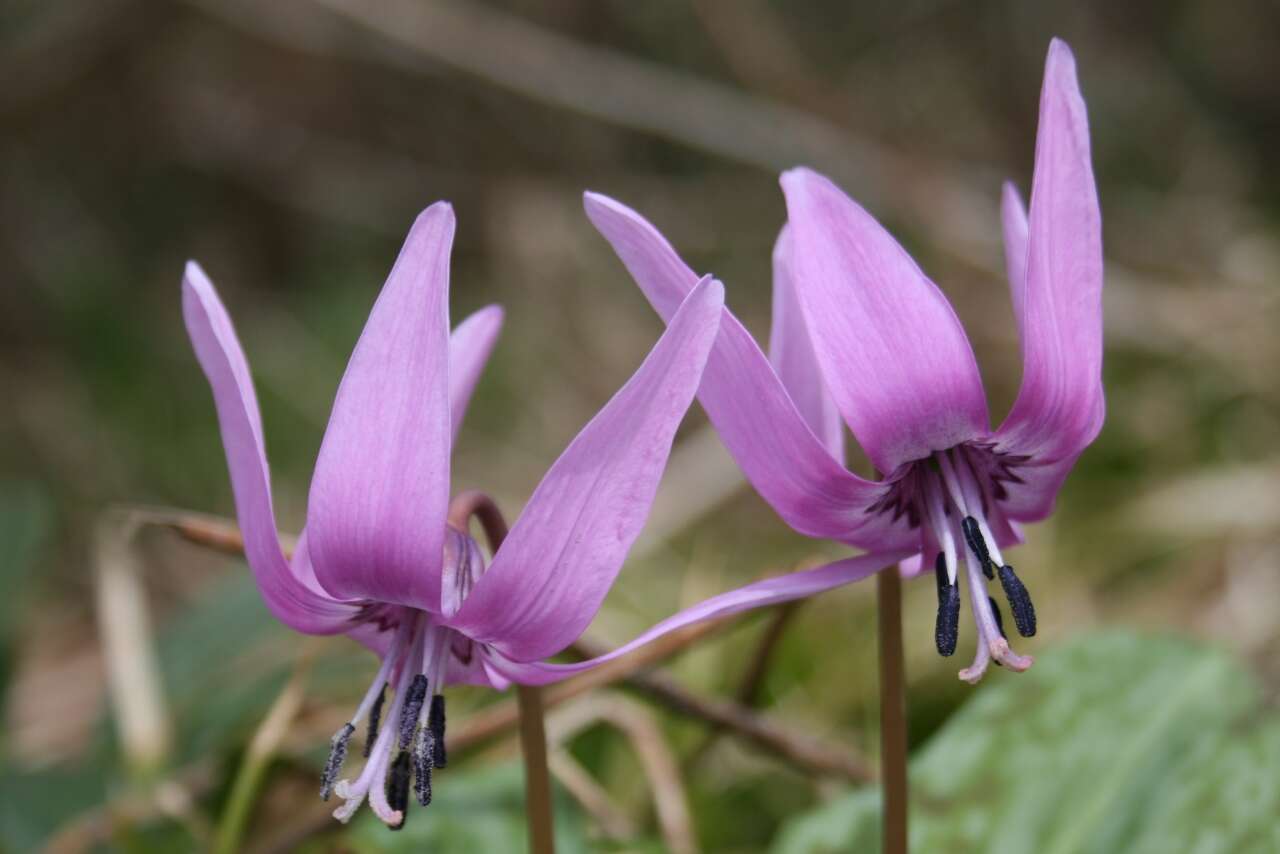 Image of Erythronium japonicum Decne.