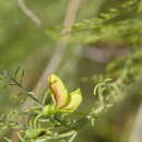 Image de Brongniartia minutifolia S. Watson