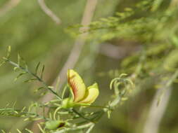 Image de Brongniartia minutifolia S. Watson