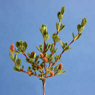 Image de Myrothamnus flabellifolius (Sond.) Welw.