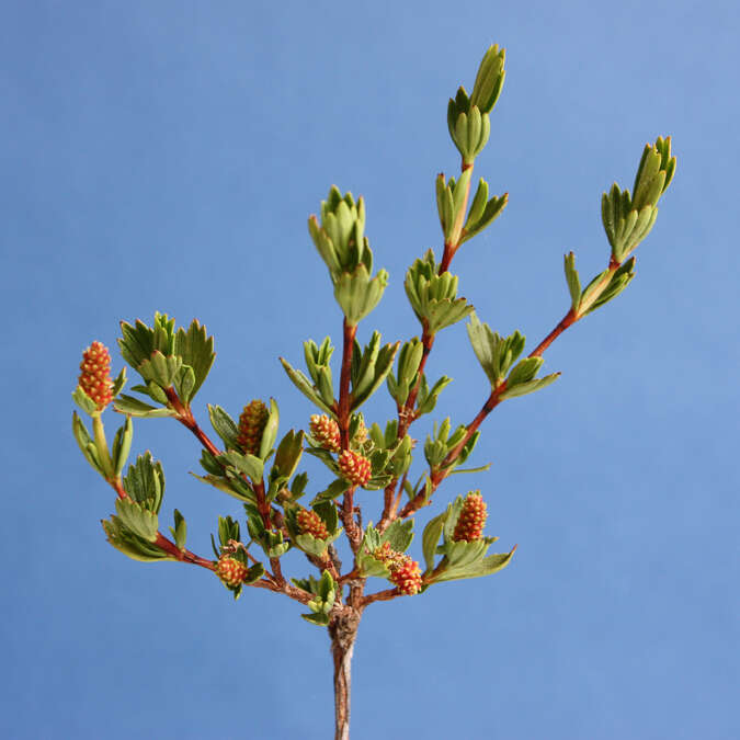 Image de Myrothamnus flabellifolius (Sond.) Welw.