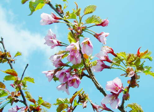 Image of Prunus nipponica Matsum.