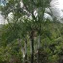 Image of Dypsis baronii (Becc.) Beentje & J. Dransf.