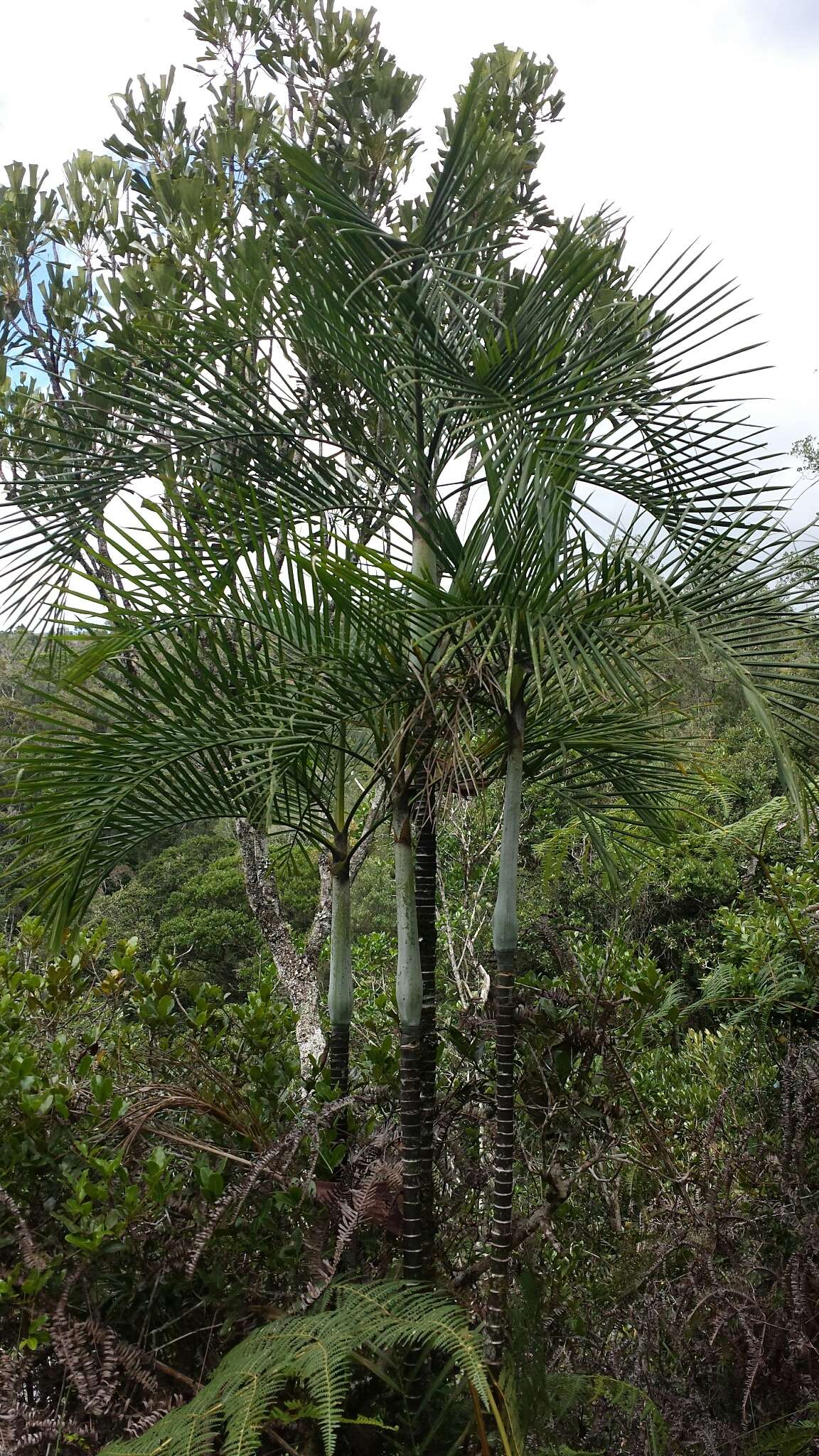 Image of Dypsis baronii (Becc.) Beentje & J. Dransf.