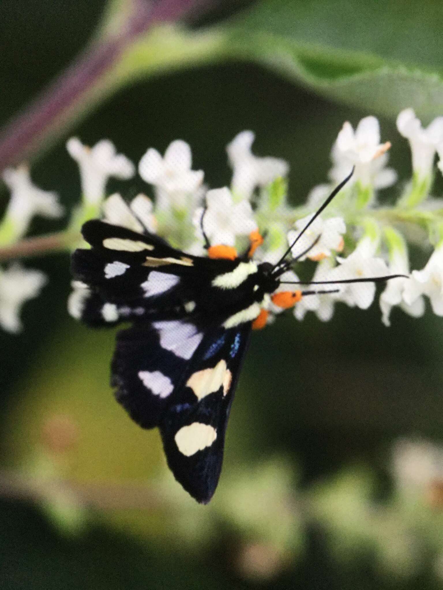 Alypia wittfeldii H. Edw. 1883的圖片