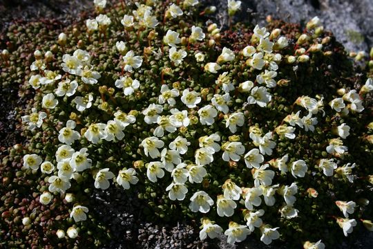Image of pincushion plant