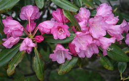 Image of <i>Rhododendron degronianum</i>