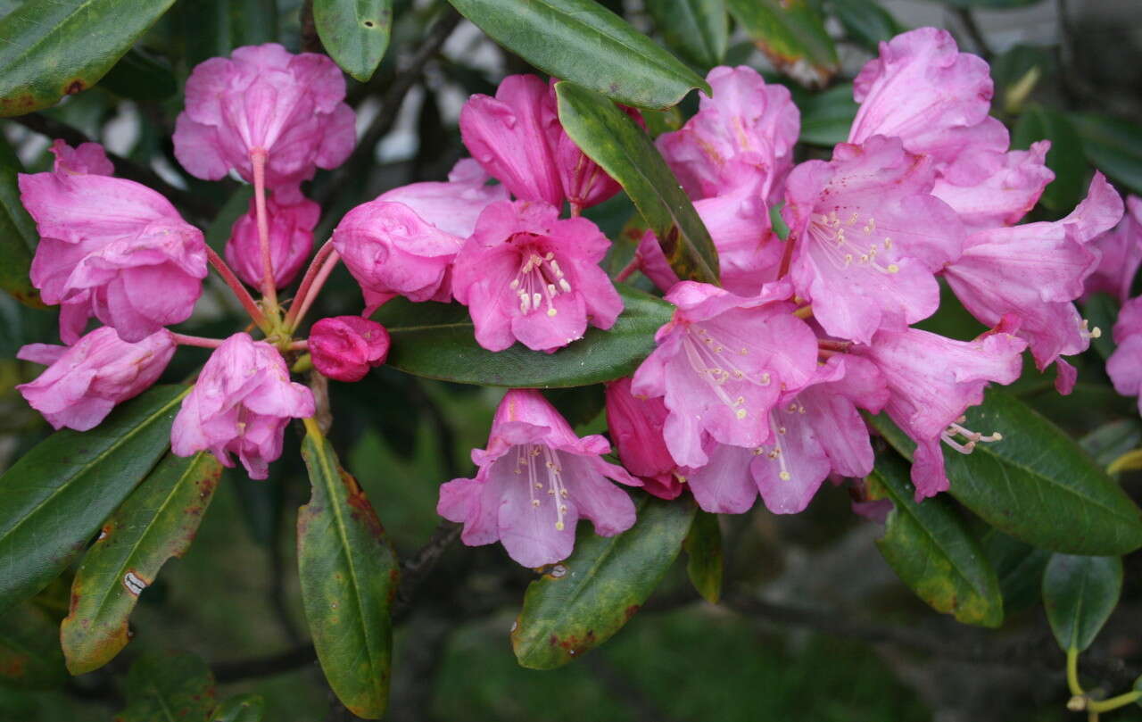 صورة Rhododendron degronianum Carr.