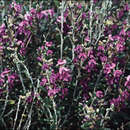 Sivun Acacia alpina F. Muell. kuva