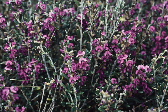 Image of Acacia alpina F. Muell.