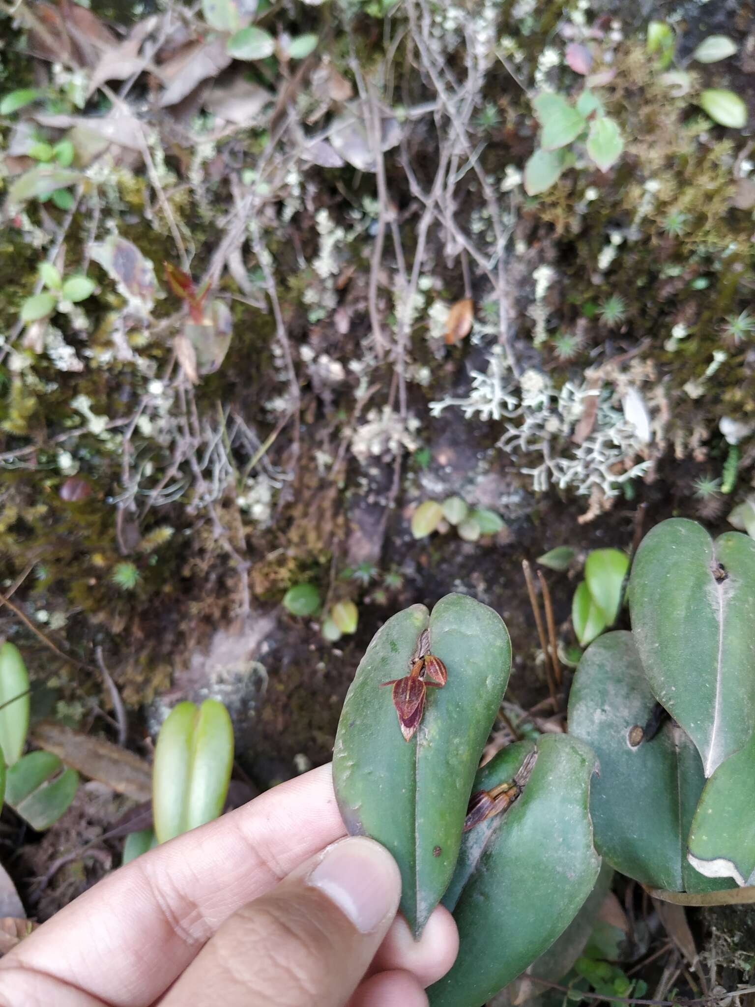 Image of Pleurothallis coriacardia Rchb. fil.