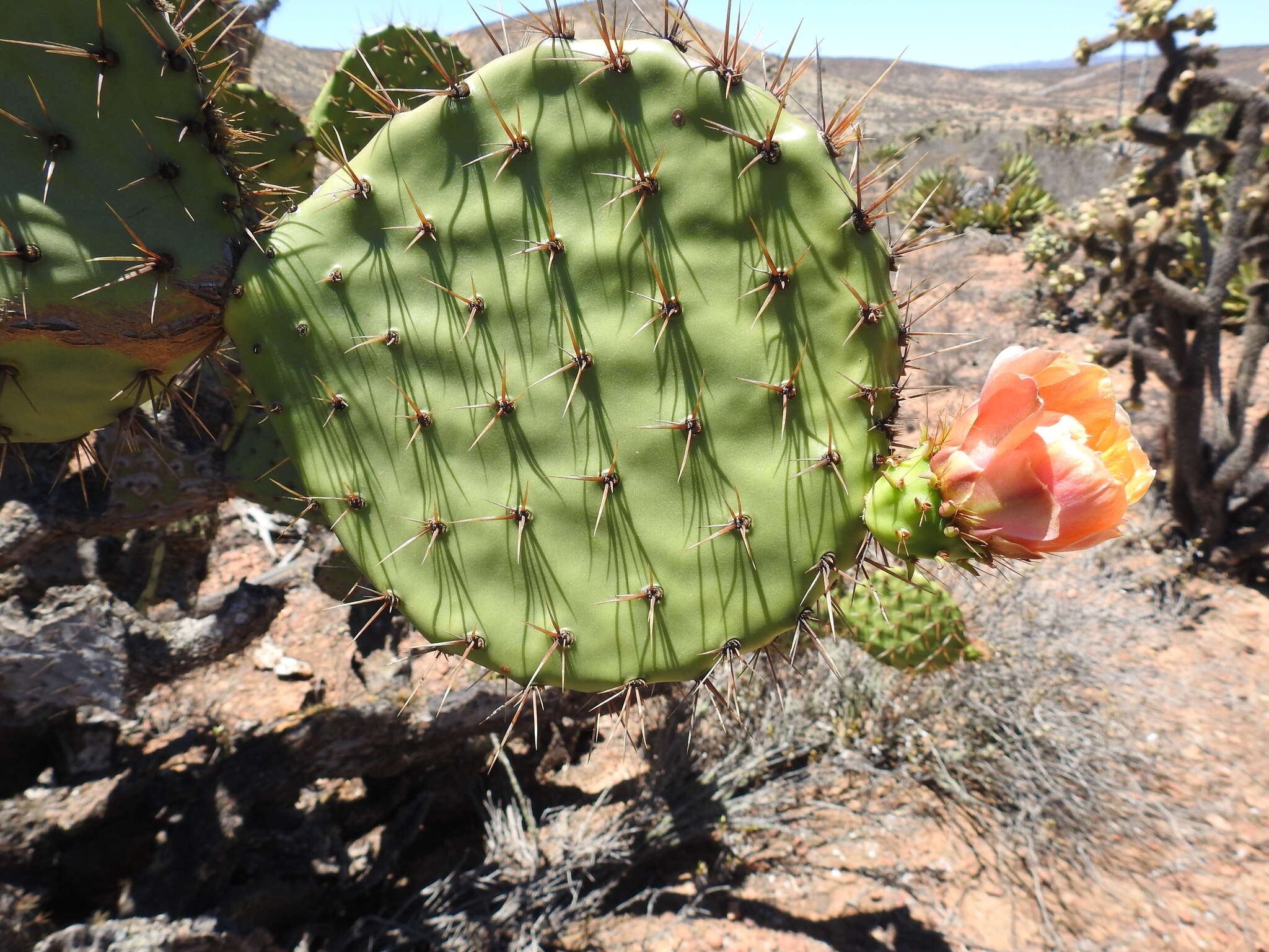 Sivun Opuntia clarkiorum kuva