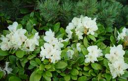 Image of Rhododendron aureum Georgi