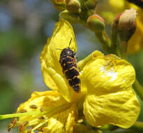 Image of Acmaeodera bucki Cobos 1958