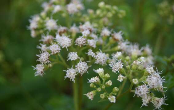 Imagem de Ageratina altissima (L.) R. King & H. Rob.