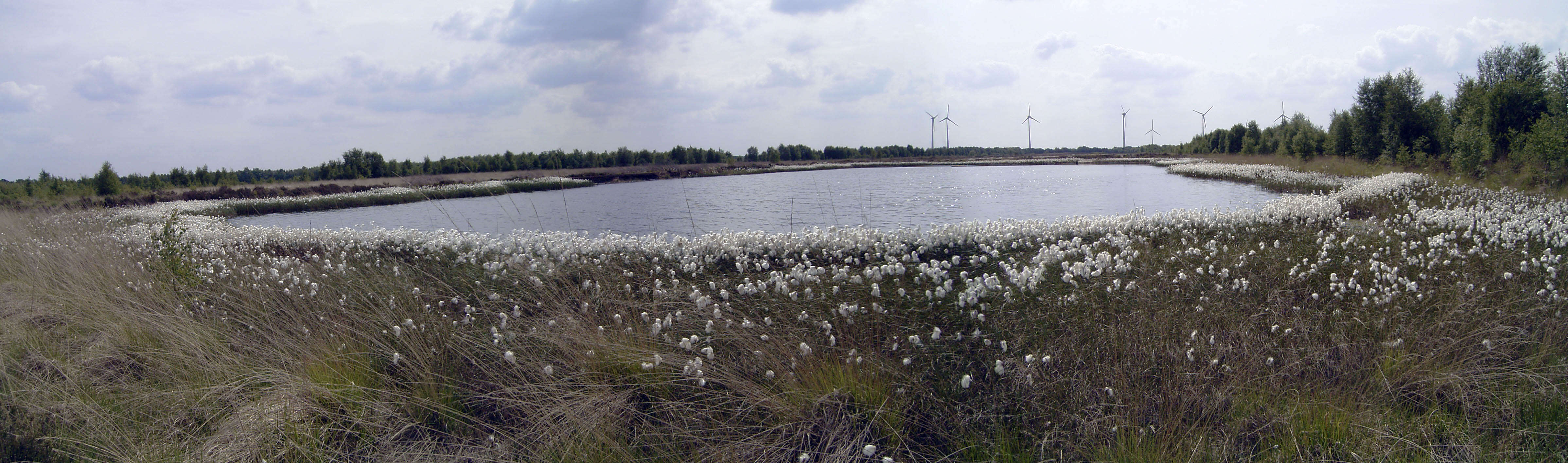 Image of common cottongrass