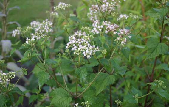 Plancia ëd Ageratina altissima (L.) R. King & H. Rob.