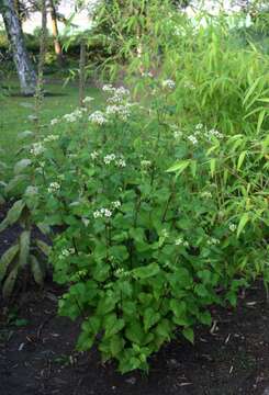 Plancia ëd Ageratina altissima (L.) R. King & H. Rob.