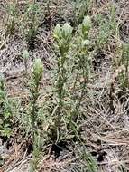 Image of Marsh-Meadow Indian-Paintbrush