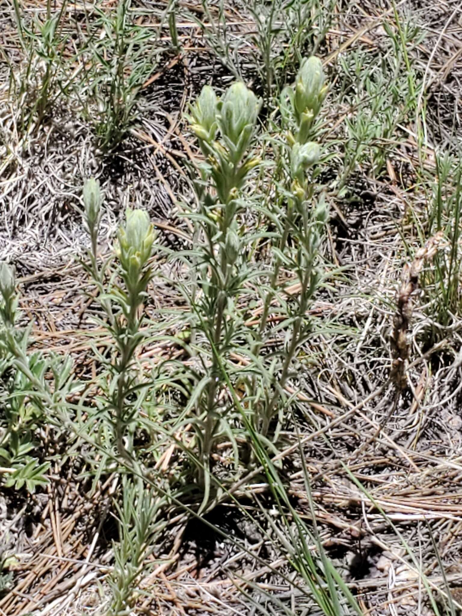 Image of Marsh-Meadow Indian-Paintbrush