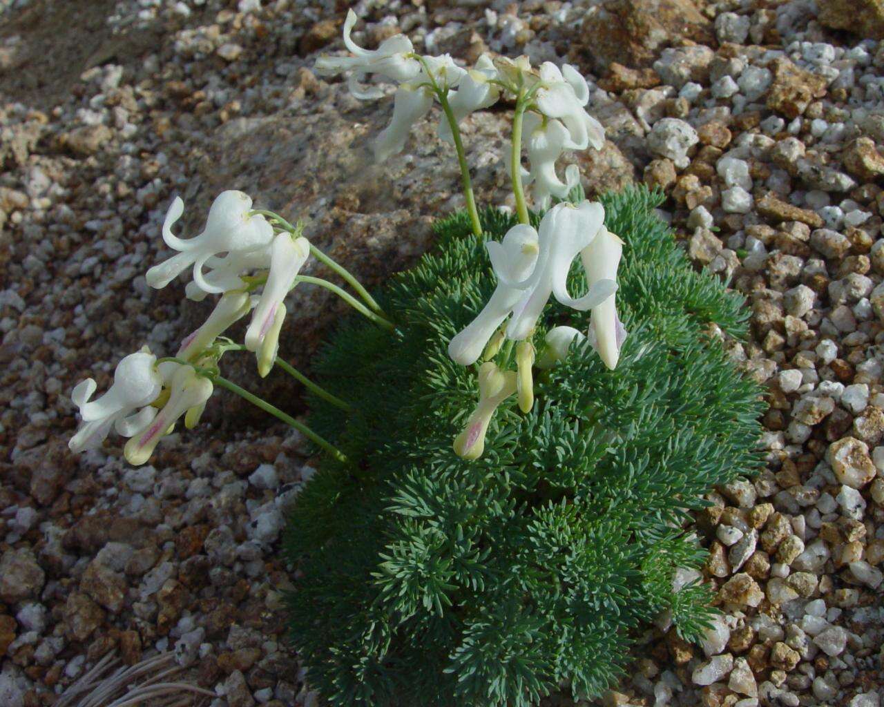 Image of Dicentra peregrina (Rudolph) Makino