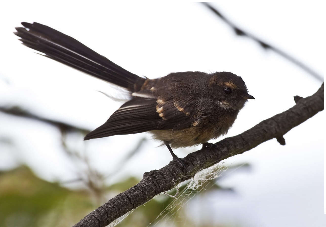 Image of Grey Fantail