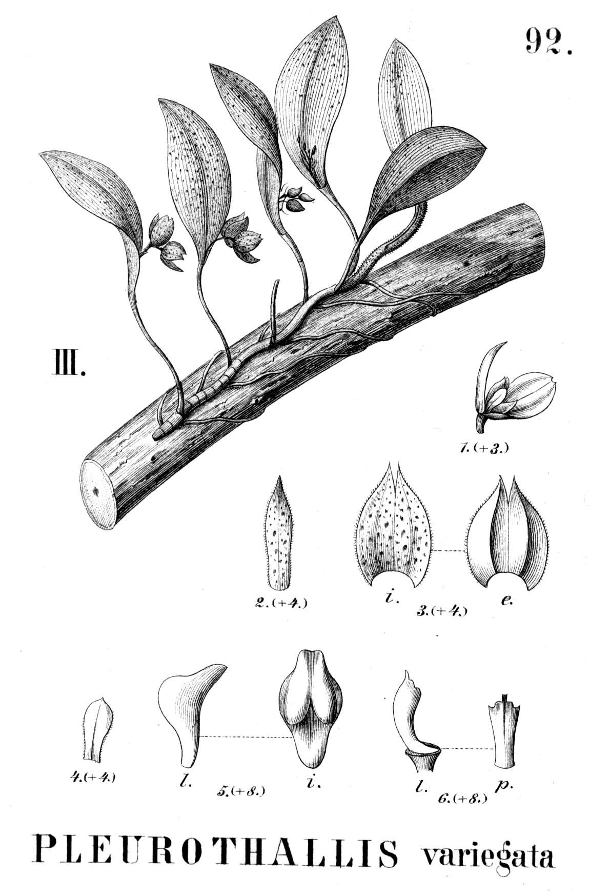 Image of Acianthera