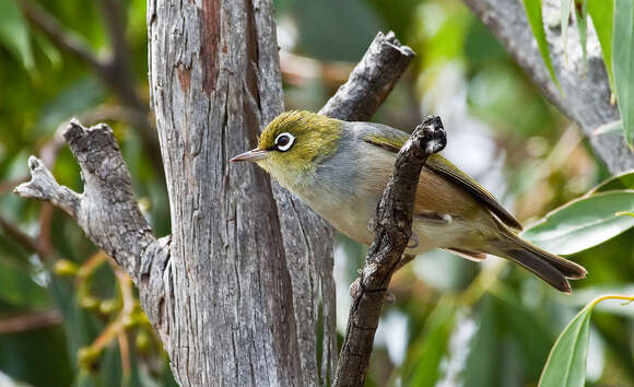 Image of Silvereye