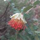 Image of Diplolaena dampieri Desf.