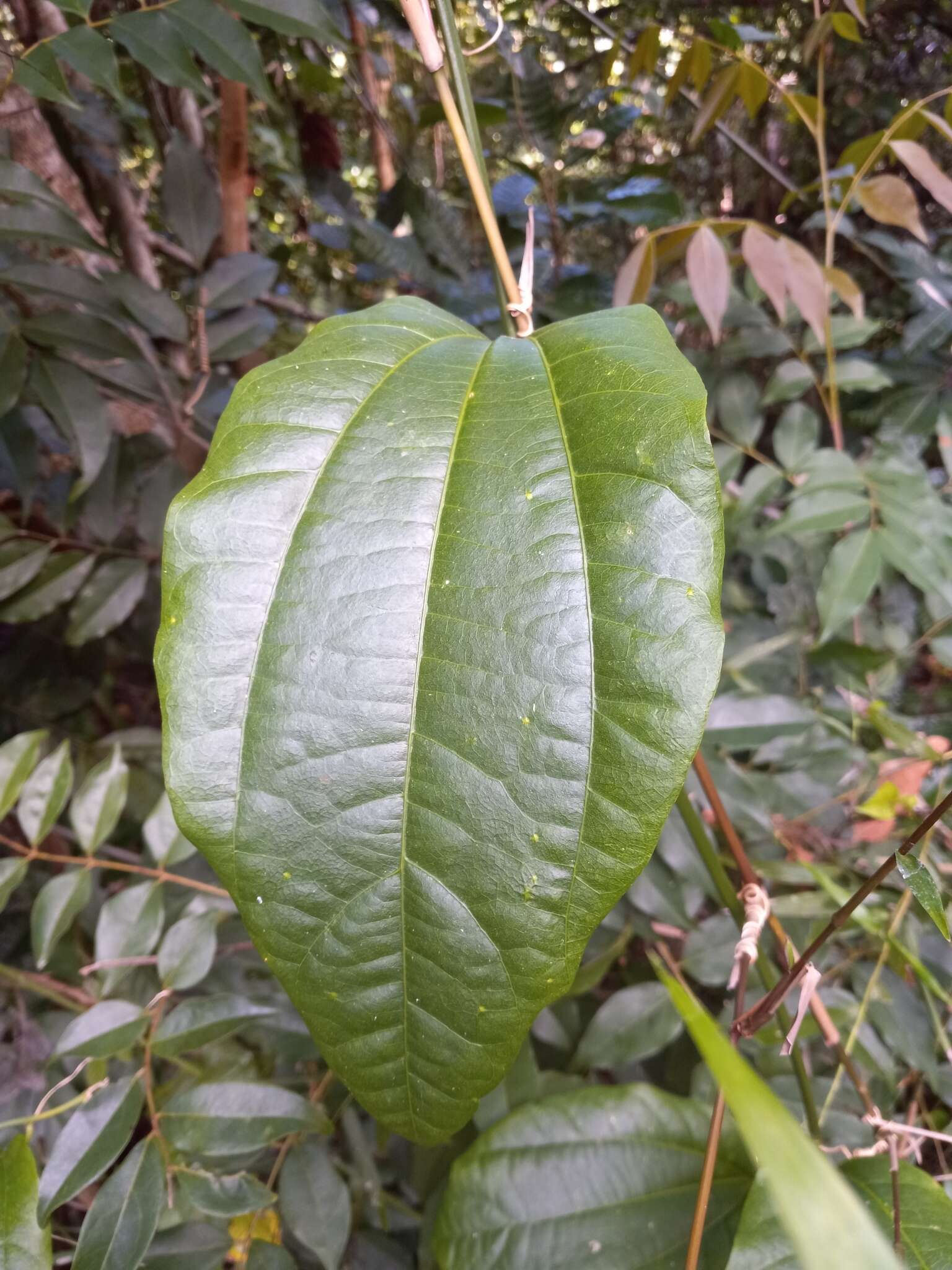 Image of Passiflora intricata