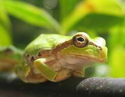 Image of Japanese Tree Frog