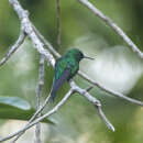 Riccordia maugaeus (Audebert & Vieillot 1801) resmi