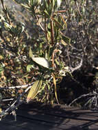 Image of black sage