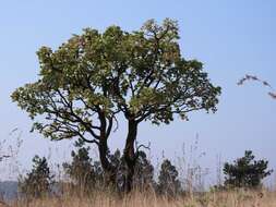 Слика од Erythrina latissima E. Mey.