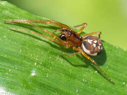 Image of Pachygnatha listeri Sundevall 1830