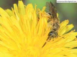 Halictus aerarius Smith 1873 resmi