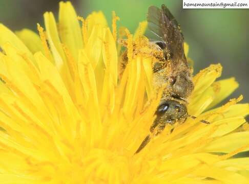 Halictus aerarius Smith 1873 resmi