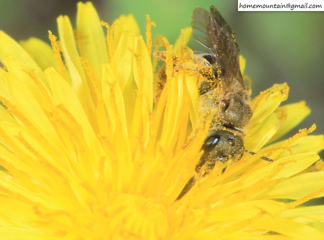 Image of Halictus aerarius Smith 1873