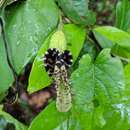 Aristolochia pilosa Kunth的圖片